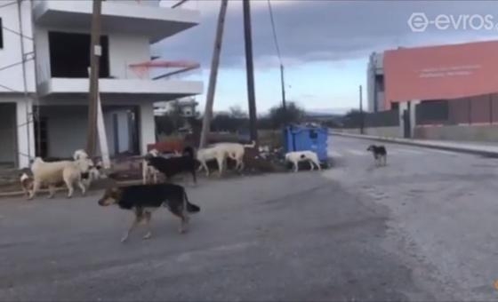 Μεγάλη αγέλη αδέσποτων σκύλων στο 11ο Δημοτικό Σχολείο Αλεξανδρούπολης